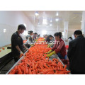 Shandong Carotte nouvelle récolte